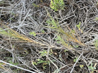 Distichlis spicata, photographed by laiet17