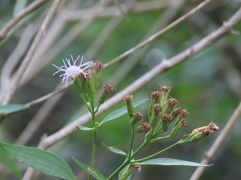 Chromolaena christieana, photographed by Florencia Grattarola