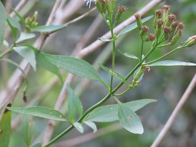 Chromolaena christieana, photographed by Florencia Grattarola
