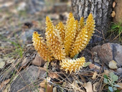 Conopholis alpina, photographed by Sean Krieg