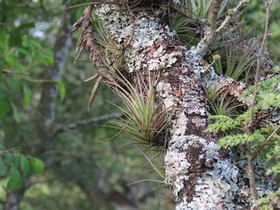 Tillandsia aeranthos, photographed by Florencia Grattarola