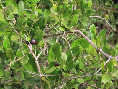 Scutia buxifolia, photographed by Florencia Grattarola