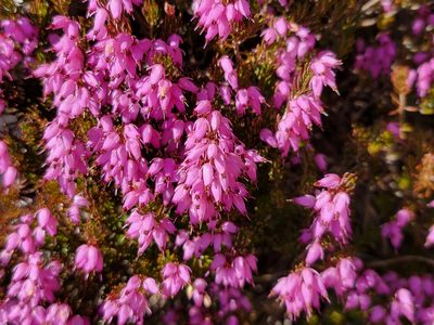 Erica carnea, photographed by Elias