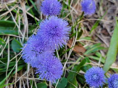 Globularia nudicaulis, photographed by Elias