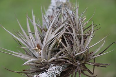 Tillandsia ixioides, photographed by Rodrigo Montiel
