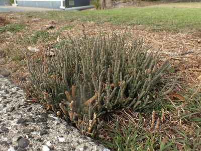 Salicornia quinqueflora, photographed by Javier