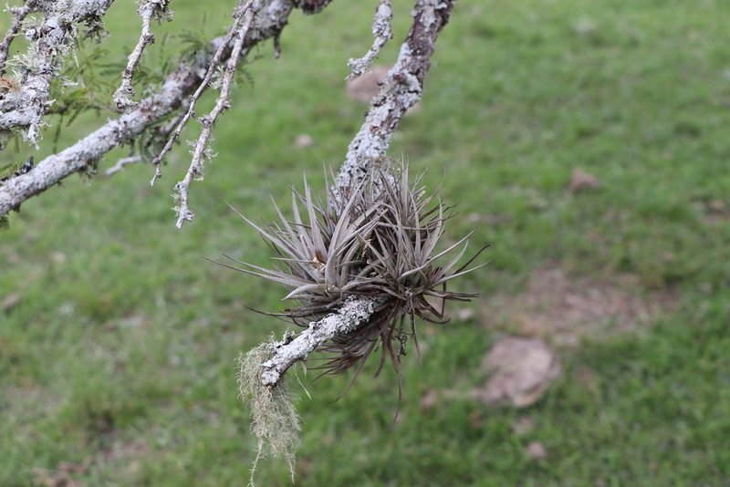 Tillandsia ixioides, photographed by Rodrigo Montiel