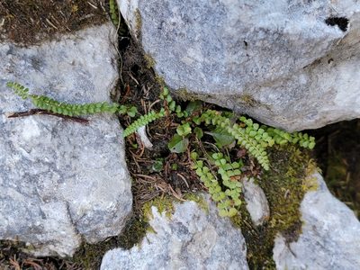 Asplenium viride, photographed by Elias
