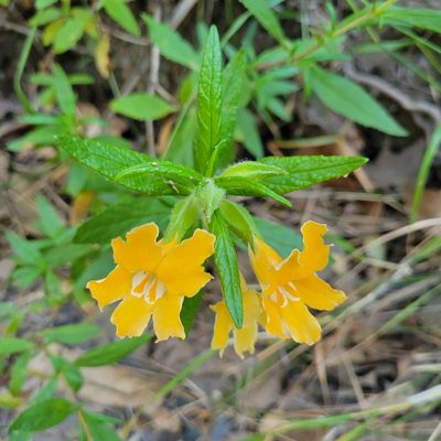 Diplacus longiflorus, photographed by Dan Horowitz