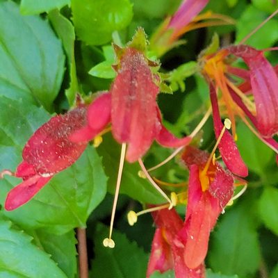 Keckiella cordifolia, photographed by Dan Horowitz