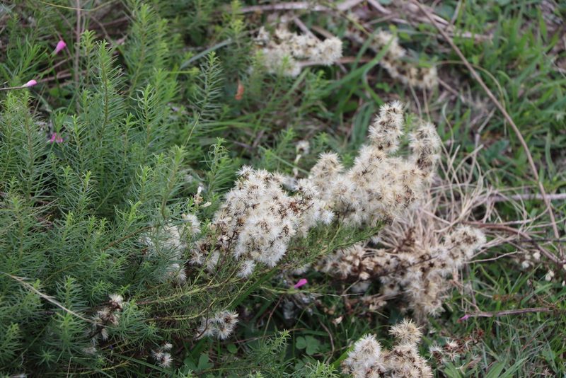 Baccharis coridifolia, photographed by Rodrigo Montiel