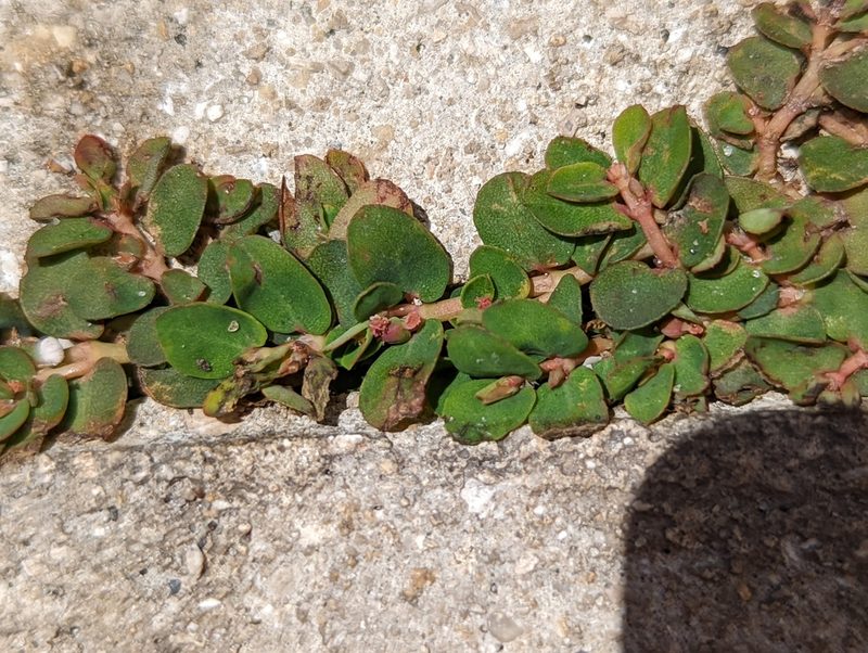 Euphorbia blodgettii, photographed by natalie