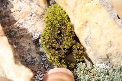 Hypodontium dregei, photographed by Tony Rebelo