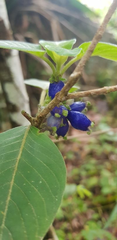 Coccocypselum lanceolatum, photographed by LPB