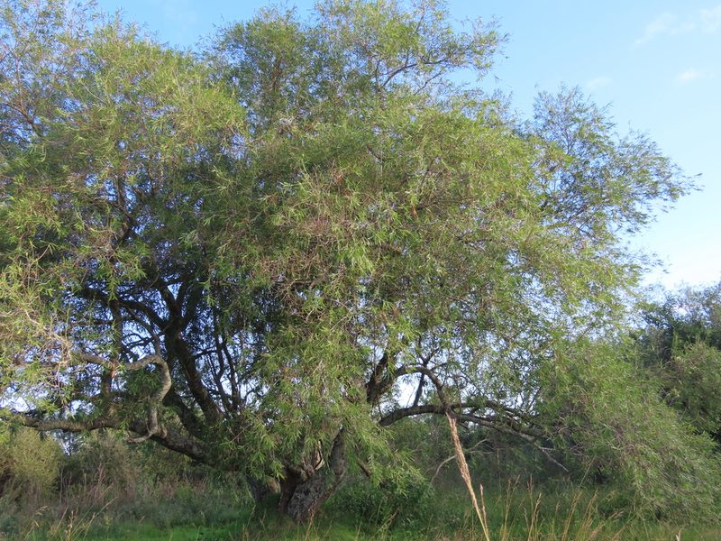 Sapium haematospermum, photographed by Florencia Grattarola