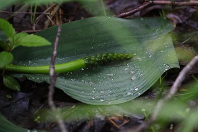 Orontium aquaticum