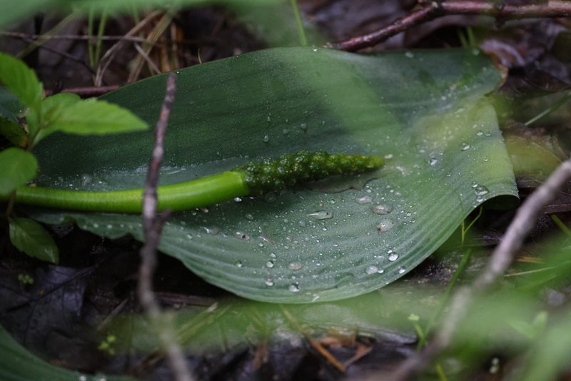 Orontium aquaticum, photographed by Kathy Richardson