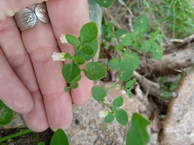 Salpichroa origanifolia, photographed by Magdalena Carabio Foti