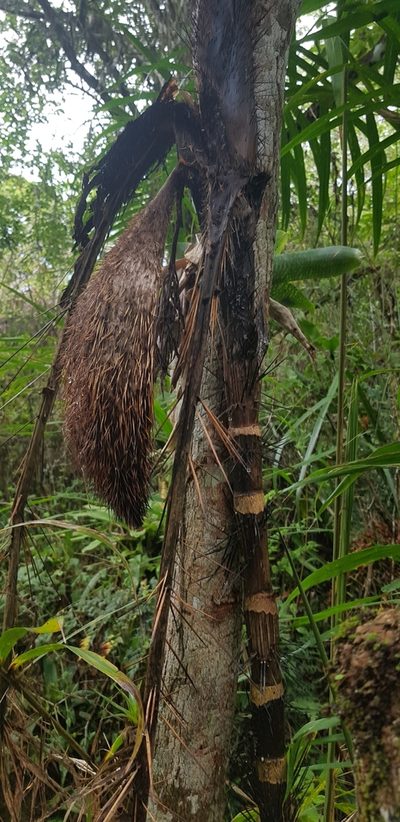 Bactris setosa, photographed by LPB