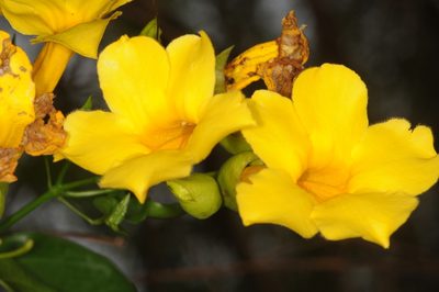 Dolichandra quadrivalvis, photographed by aacocucci