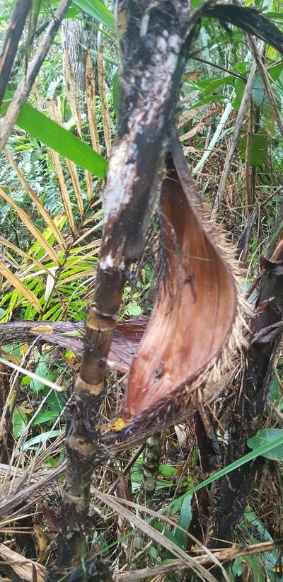 Bactris setosa, photographed by LPB