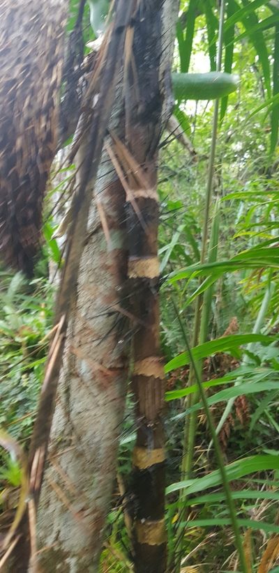 Bactris setosa, photographed by LPB