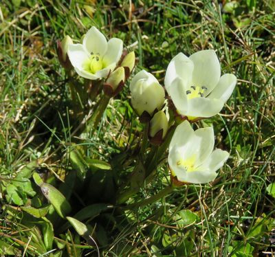 Gentianella bellidifolia, photographed by William Harland