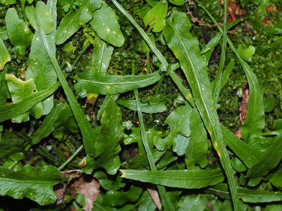 Asplenium rhizophyllum, photographed by Clay Gibbons