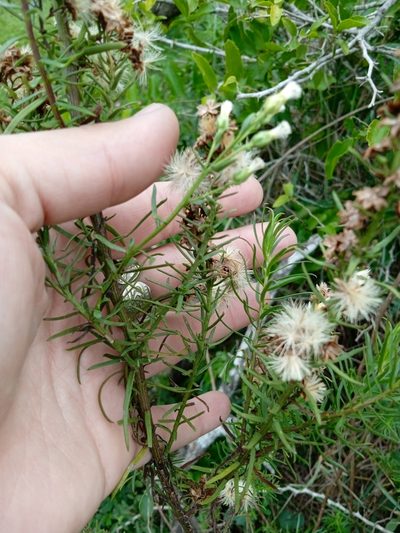 Baccharis coridifolia, photographed by Magdalena Carabio Foti