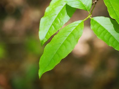 Oxydendrum arboreum, photographed by Clay Gibbons