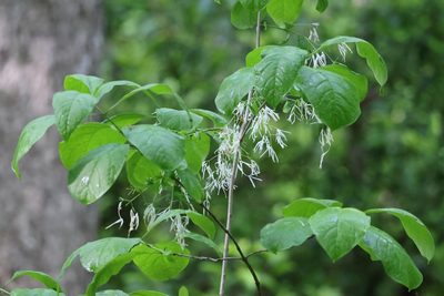 Chionanthus virginicus, photographed by Kathy Richardson