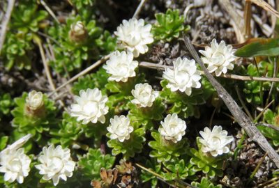 Raoulia subsericea, photographed by William Harland