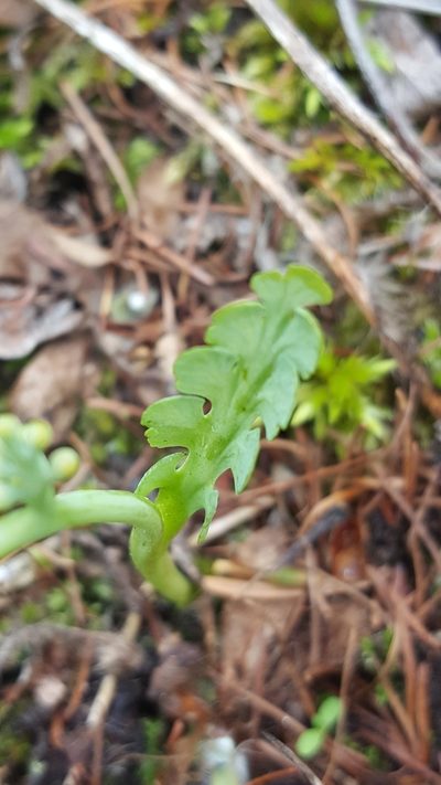 Botrychium pallidum, photographed by Norma Malinowski
