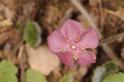 Sibthorpia conspicua, photographed by aacocucci