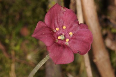 Sibthorpia conspicua, photographed by aacocucci