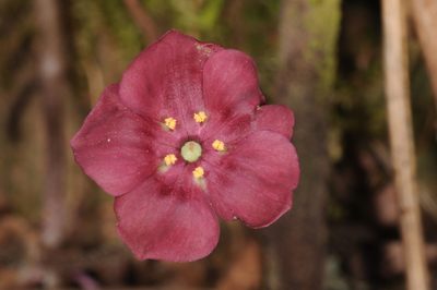 Sibthorpia conspicua, photographed by aacocucci