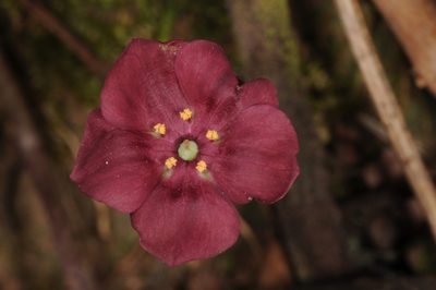 Sibthorpia conspicua, photographed by aacocucci