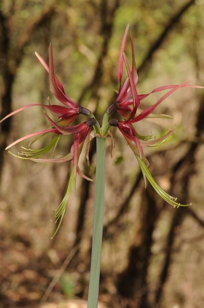 Hippeastrum cybister, photographed by aacocucci