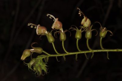 Nicotiana otophora, photographed by aacocucci