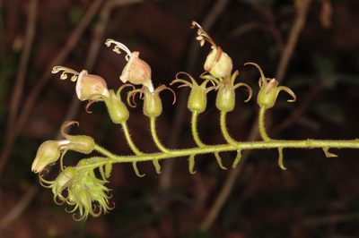 Nicotiana otophora, photographed by aacocucci