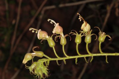 Nicotiana otophora, photographed by aacocucci