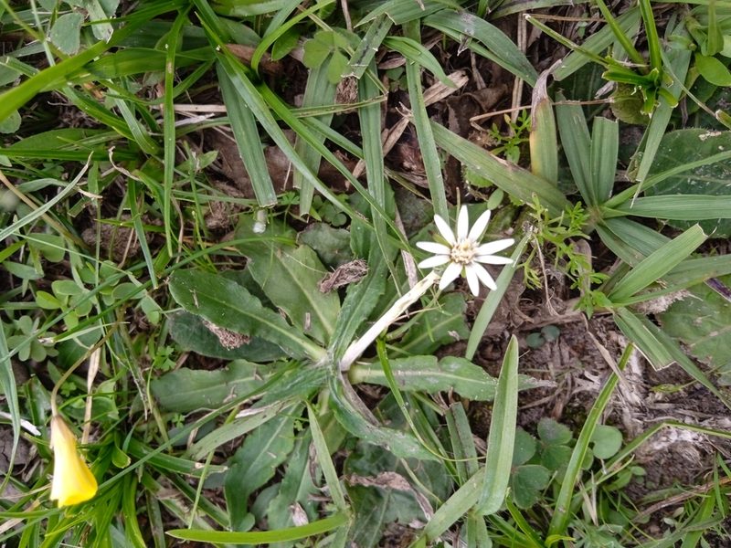 Chaptalia piloselloides, photographed by Magdalena Carabio Foti