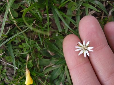 Chaptalia piloselloides, photographed by Magdalena Carabio Foti