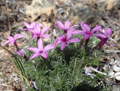 Phlox douglasii, photographed by Gail A Baker