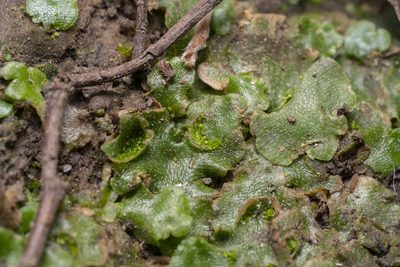 Lunularia cruciata, photographed by Eleftherios Katsillis