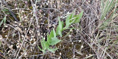 Linaria dalmatica, photographed by Pete Lypkie