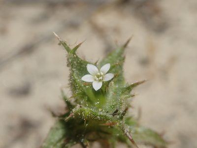 Navarretia atractyloides, photographed by Scott Yarger