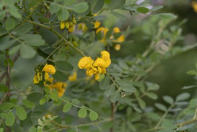 Colutea arborescens, photographed by Eleftherios Katsillis
