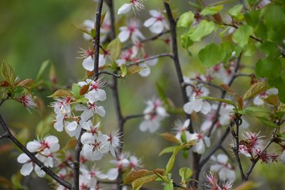 Prunus nigra, photographed by RangerRocky