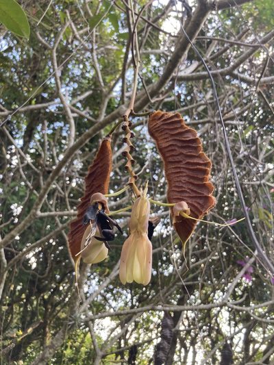 Mucuna urens, photographed by Chris Merck